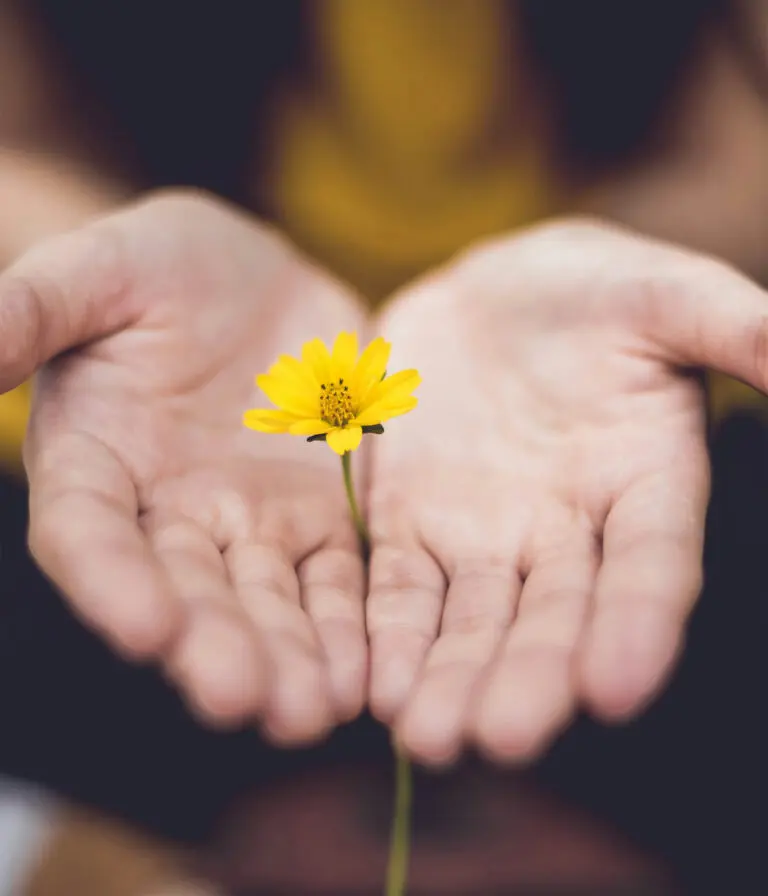 Hands cup around a yellow flower.